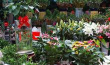 有趣的花鸟市场