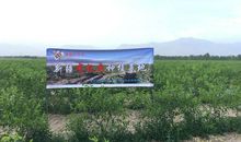 “蹦蹦果”大比拼