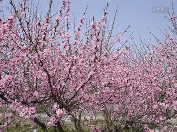 享受春天的桃花