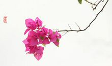 记忆里的三角梅