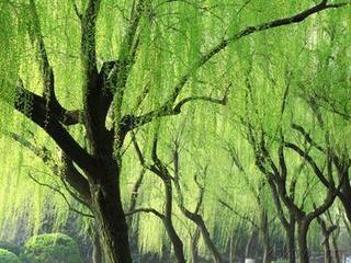 春柳