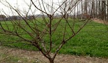 我家门前的桃树