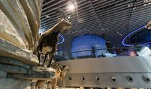 游上海自然博物馆