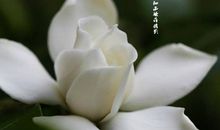 花朵使世界更美好