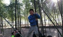 竹林探险