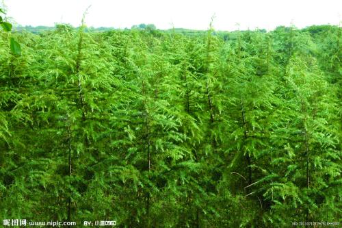 树林的四个季节