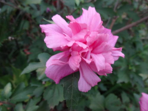 芙蓉再次绽放