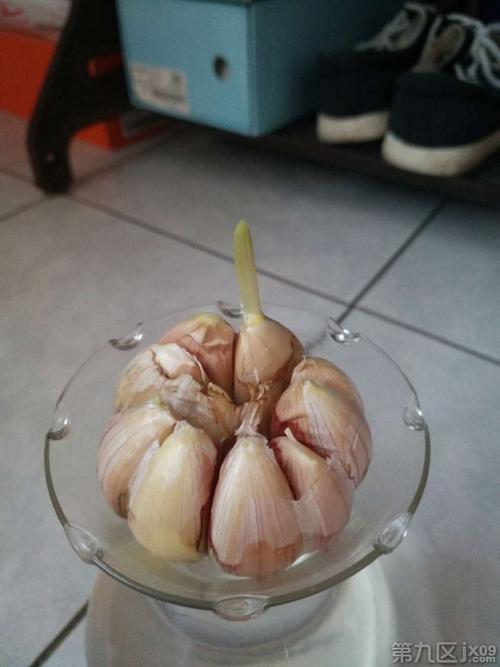 大蒜的生长