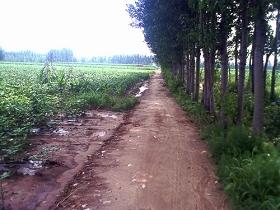 我家门前的路