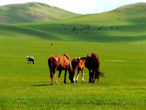 美丽的呼伦贝尔大草原