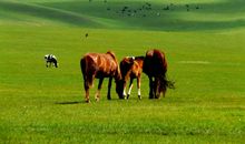 美丽的呼伦贝尔大草原