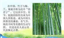 借物喻人的作文白杨树