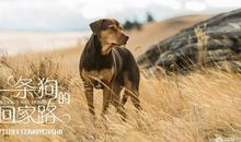 我最喜欢的一条狗