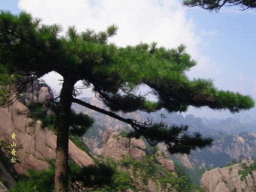 黄山奇松观