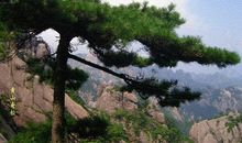 观黄山奇松