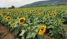 记忆深处的那丛绿