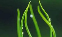 春天里的笑声——希望