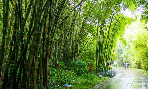 描述竹子的成分