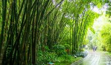 描写翠竹的作文