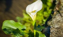 幸福与阳光相伴而行