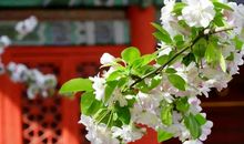 寻找春天的气息