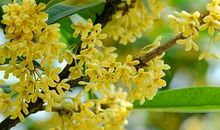 桂花树下的约定