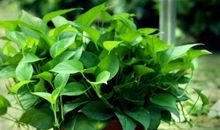 我的植物朋友—绿萝