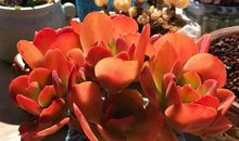 校园里的那抹红