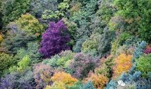 走进美丽的大森林