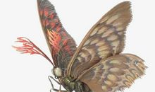 蝴蝶与飞蛾——读《飞蛾之死》有感