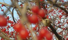 敬畏那粒初冬的果实