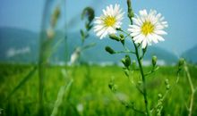 石缝中的野菊花