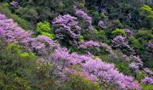 别样的紫荆花香