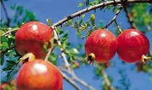 忘不了家乡的桔子树