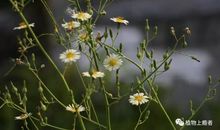 春天，我的最爱