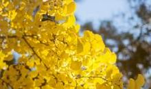 秋日里的银杏树