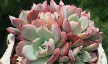 我的植物朋友多肉