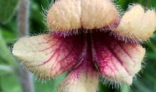 我爱家乡的野花