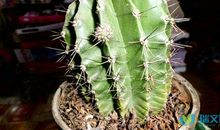 我发现了仙人掌的秘密