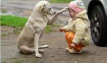 我的好朋友小狗