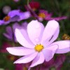 看完晚花