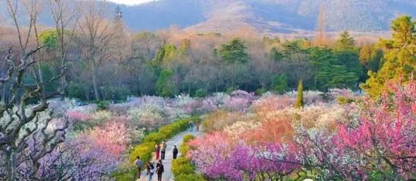 南京梅花山游记