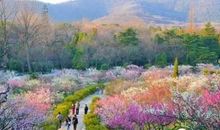 南京梅花山游记