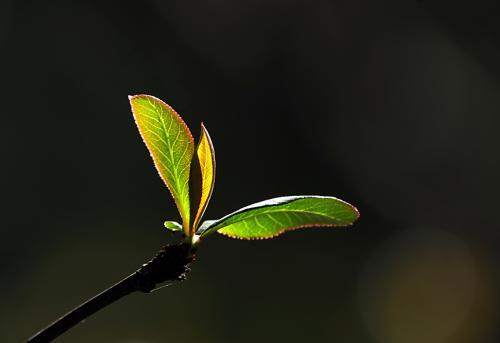 活力