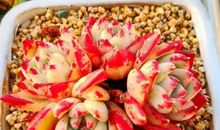 让我心动的一刻