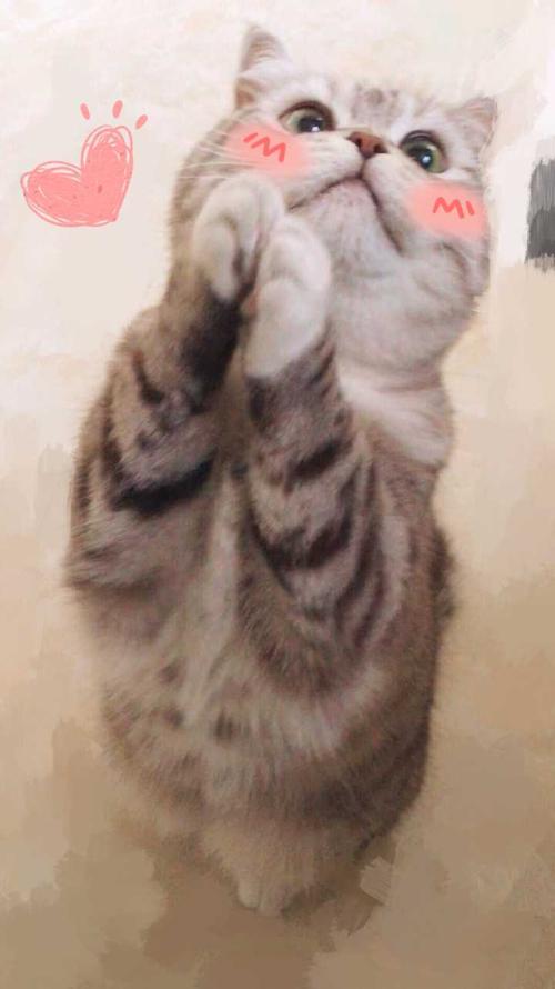 我和猫之间的铁染