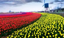 描写花田的作文