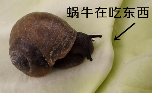 小蜗牛的故事