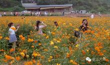 短暂也是一种完美