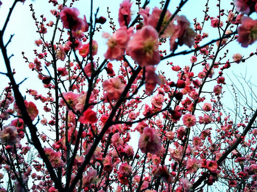 另请参阅梅花